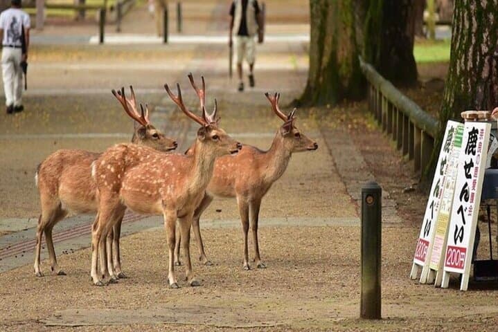 Exclusive Osaka and Nara Customised Private One Day Tour — photo 11