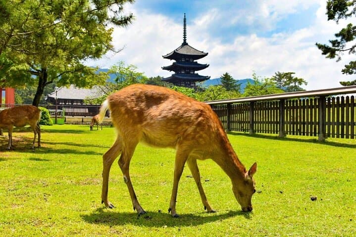 Exclusive Kyoto and Nara Customised Private Day Tour — photo 10