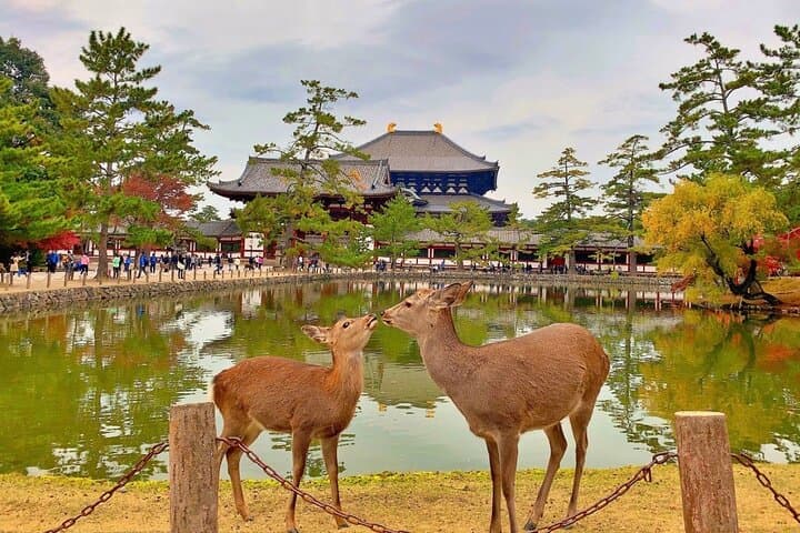 Exclusive Kyoto and Nara Customised Private Day Tour — photo 18