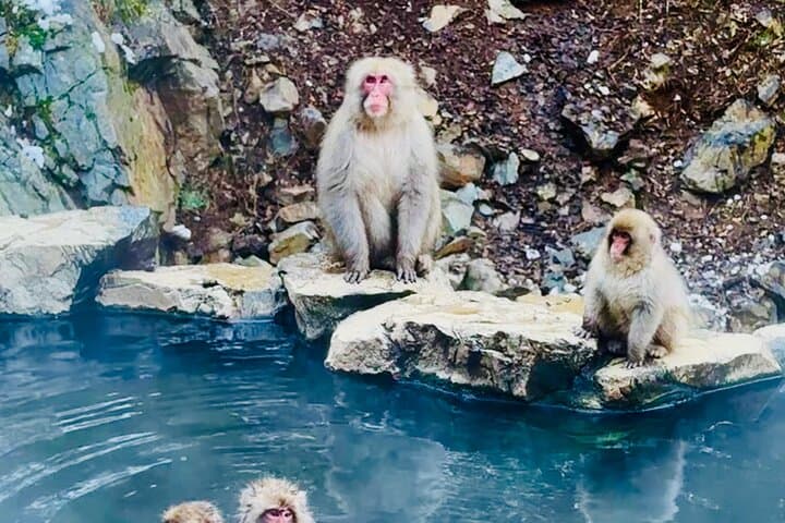 VIP Snow Monkeys Park Customized Private One Day Tour — photo 2
