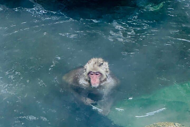 VIP Snow Monkeys Park Customized Private One Day Tour — photo 5
