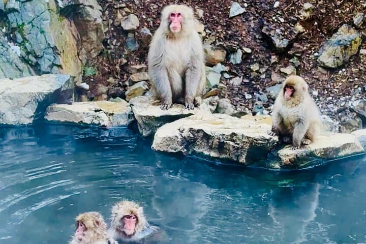 VIP Snow Monkeys Park Customized Private One Day Tour — photo 11
