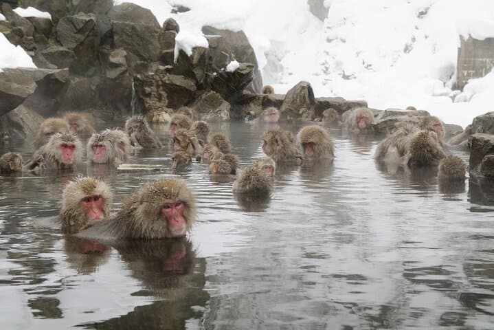 VIP Snow Monkeys Park Customized Private One Day Tour — photo 16