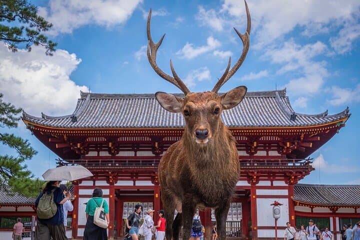 Exclusive Kyoto and Nara Customised Private Day Tour — photo 11