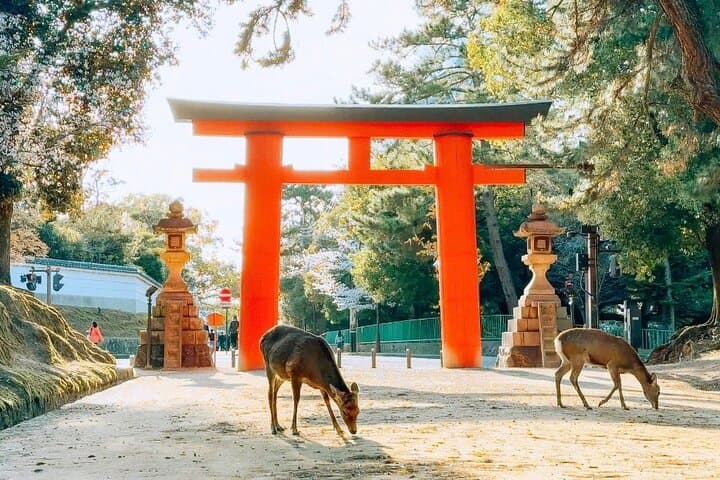 Exclusive Kyoto and Nara Customised Private Day Tour — photo 15