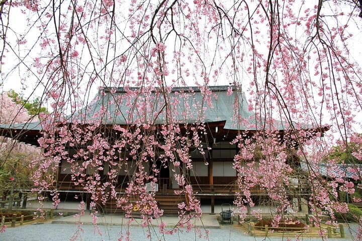 Half Day Kyoto Sagano Bamboo Grove & Arashiyama Walking Tour — photo 13
