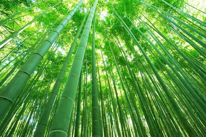 Half Day Kyoto Sagano Bamboo Grove & Arashiyama Walking Tour — photo 2
