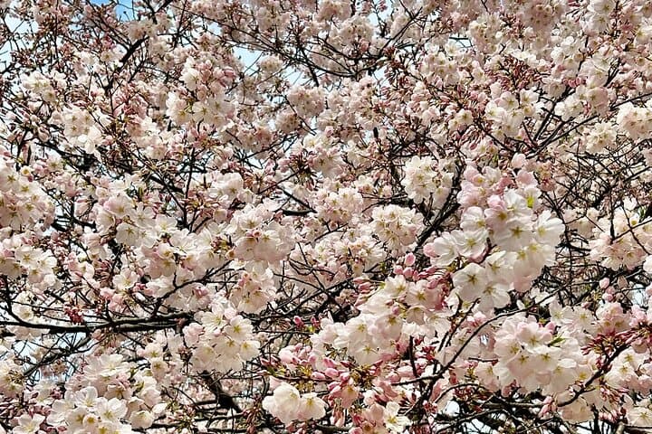 Yokohama Private Accessible & Customizable Tour — photo 14