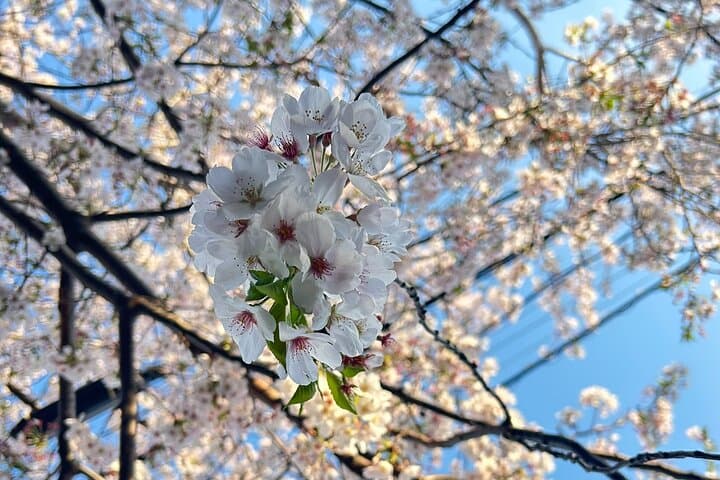 Yokohama Private Accessible & Customizable Tour — photo 8