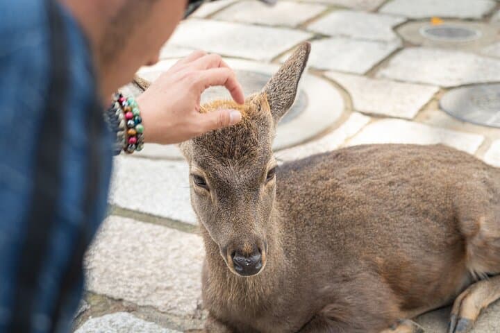 Nara Highlight Walking Tour with Furoshiki Experience with Lunch — photo 5