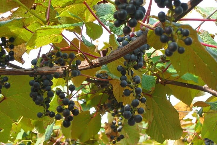 Enjoy Hiruzen Wine and Savor Cheese Fondue — photo 3