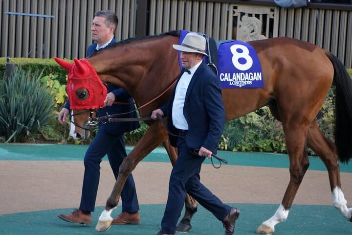 Japanese horse racing private tour in Tokyo! — photo 6