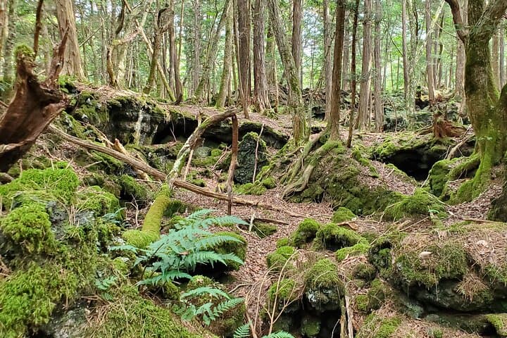 Mt Fuji Aokigahara Forest Adventure Hiking Tour — photo 14