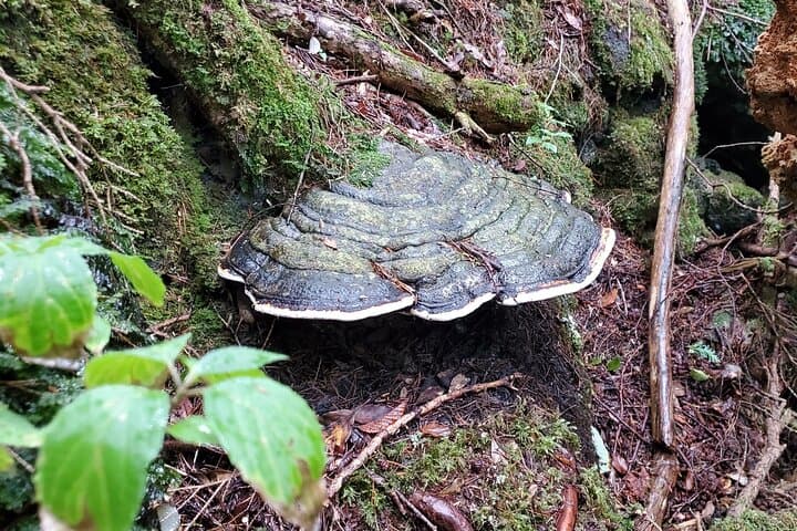 Mt Fuji Aokigahara Forest Adventure Hiking Tour — photo 3