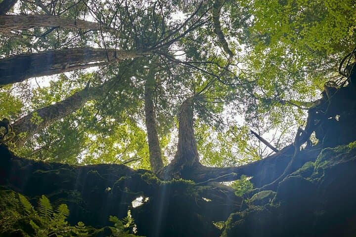 Mt Fuji Aokigahara Forest Adventure Hiking Tour — photo 2