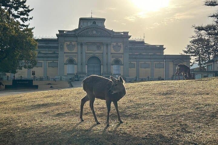 Nara Early Morning Group Tour from Kyoto or Osaka — photo 6