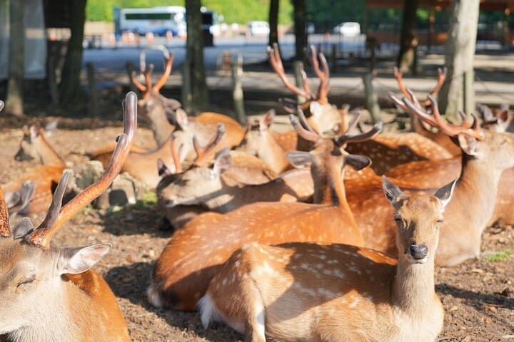 Nara Early Morning Group Tour from Kyoto or Osaka — photo 10