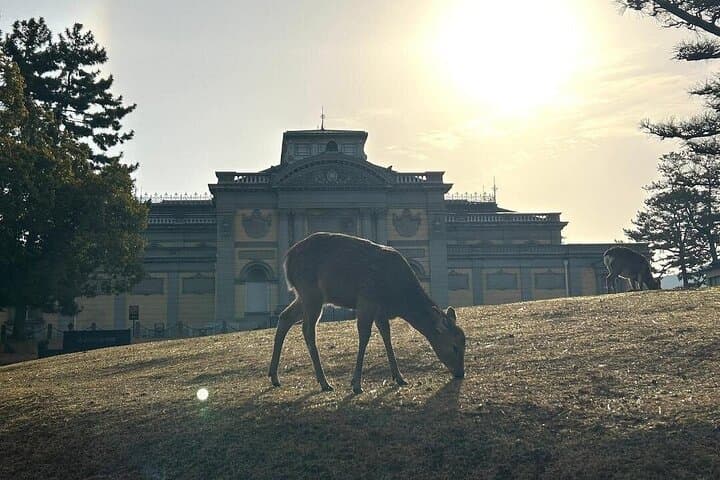 Nara Early Morning Group Tour from Kyoto or Osaka — photo 13