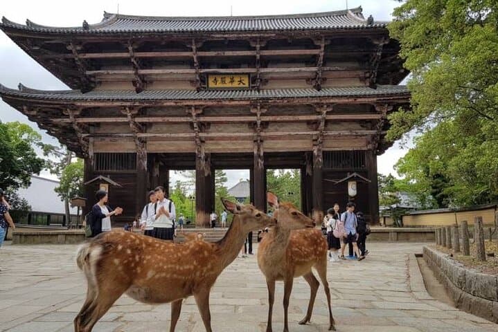 Nara, Osaka & Katsuo-ji Private Tour with English Guide & Vehicle — photo 6