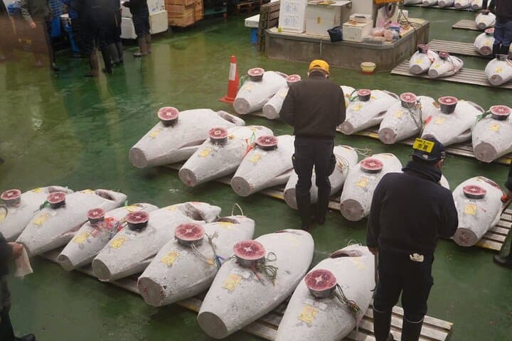 Morning Market Adventure: Toyosu & Tsukiji with Tuna Auction — photo 5
