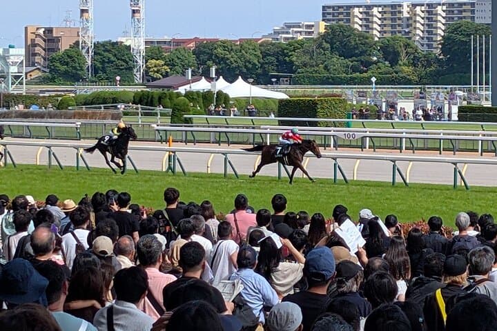 Japanese horse racing private tour in Tokyo! — photo 8