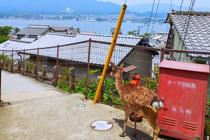 Hiroshima Peace Memorial and Miyajima 1 Day Tour with Local — photo 5