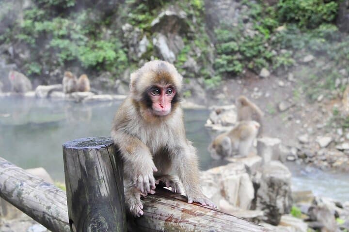 Nagano: Snow Monkeys of Jigokudani Guided Tour — photo 4