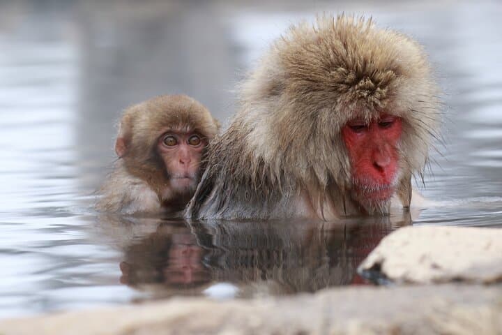 Nagano: Snow Monkeys of Jigokudani Guided Tour — photo 2