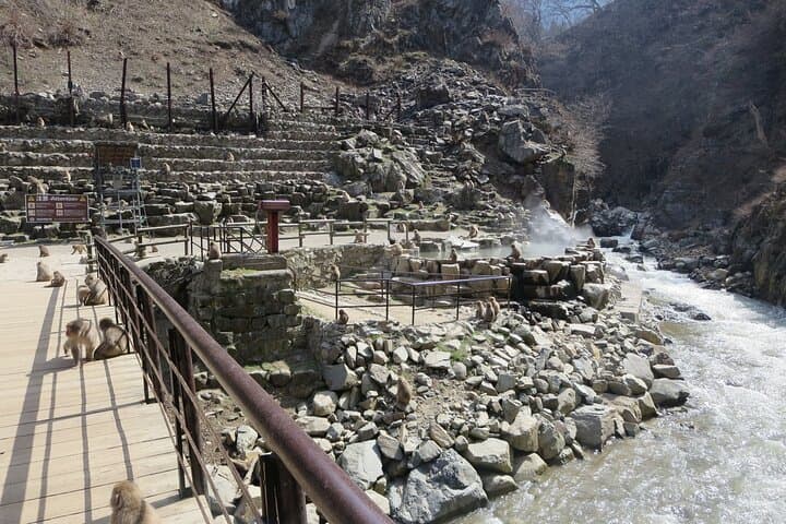 Nagano: Snow Monkeys of Jigokudani Guided Tour — photo 3