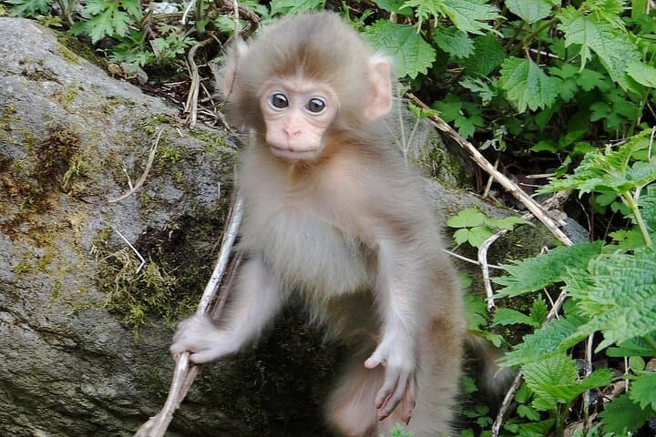 Nagano: Snow Monkeys of Jigokudani Guided Tour — photo 9
