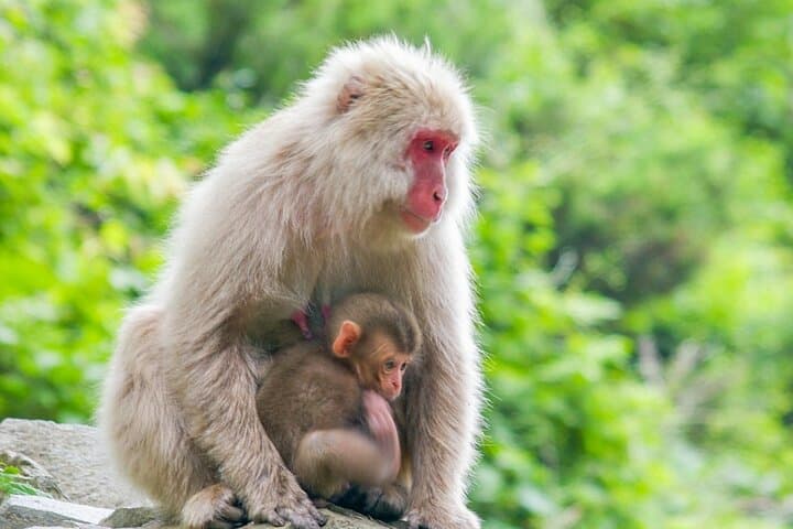 Nagano: Snow Monkeys of Jigokudani Guided Tour — photo 6