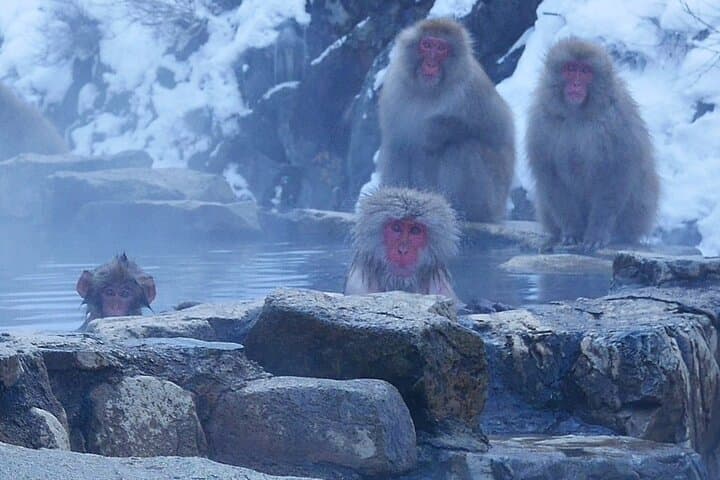 Nagano: Snow Monkeys of Jigokudani Guided Tour — photo 11