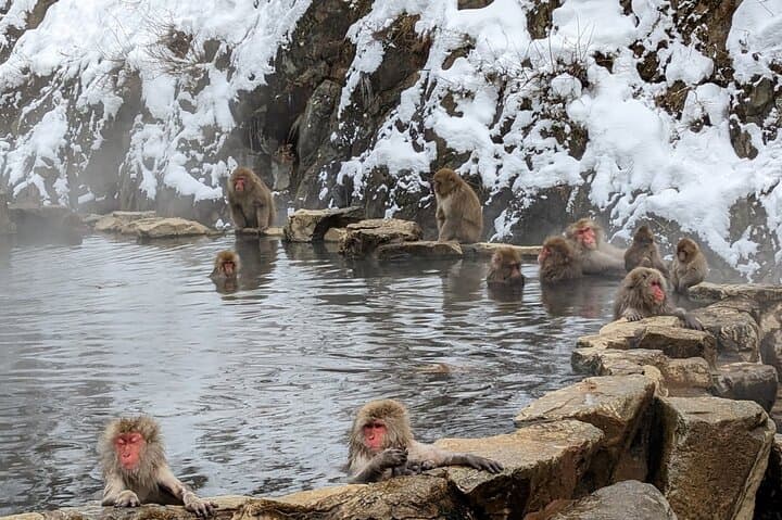 Nagano: Snow Monkeys of Jigokudani Guided Tour — photo 12