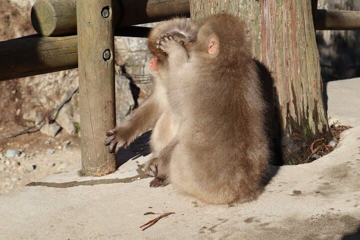 Nagano: Snow Monkeys of Jigokudani Guided Tour — photo 13