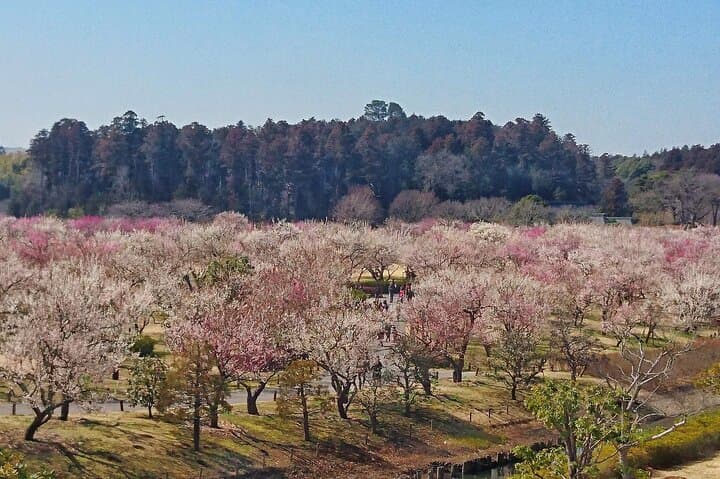 Ibaraki: Kairakuen, One of Japan’s Three Great Gardens — photo 4