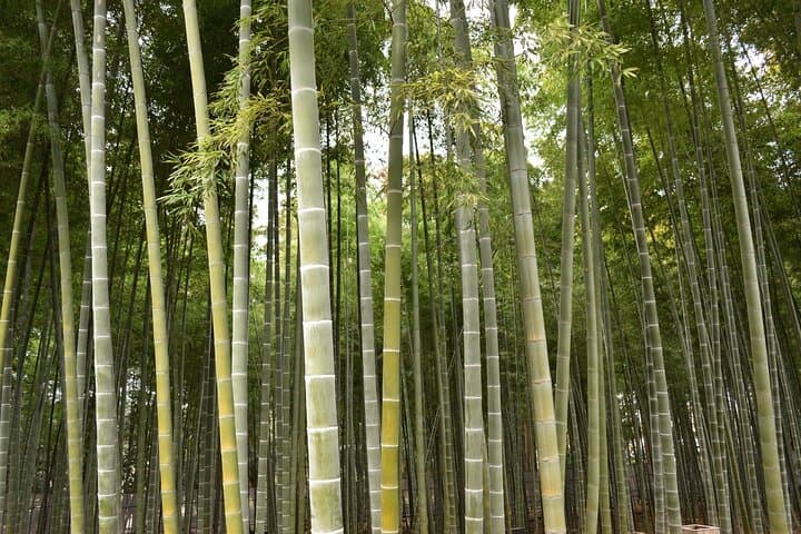Ibaraki: Kairakuen, One of Japan’s Three Great Gardens — photo 7
