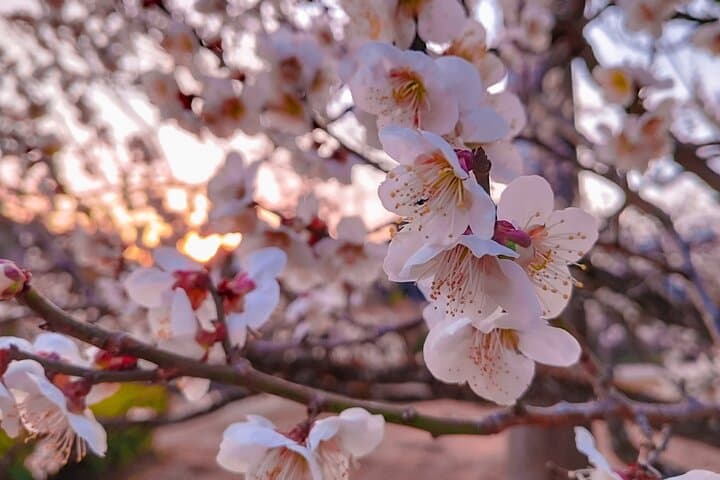 Ibaraki: Kairakuen, One of Japan’s Three Great Gardens — photo 8