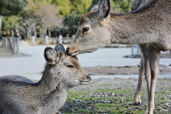 Tokyo, Mt. Fuji, Kyoto and Nara 6 Days Private Tour — photo 4