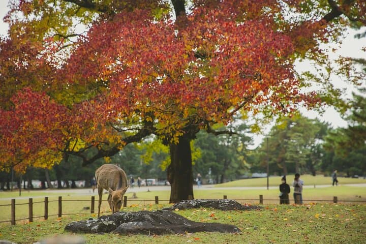 Tokyo, Mt. Fuji, Kyoto and Nara 6 Days Private Tour — photo 6