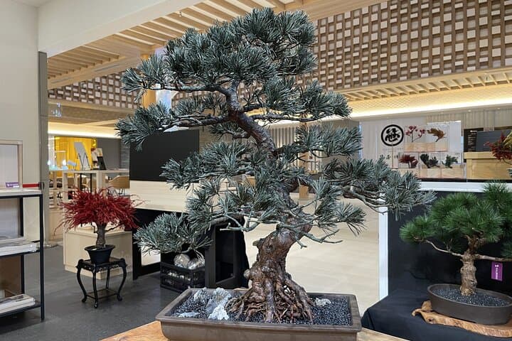 Make Your Own Bonsai in Kyoto Dry Bonsai Workshop — photo 2
