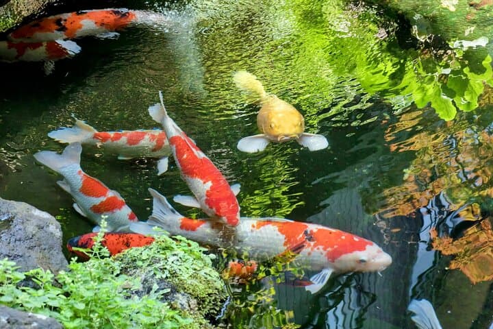 Secrets of Toyama: An Exclusive Journey of Culture and Cuisine — photo 4