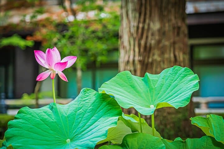 Fukui: Eiheiji Temple and the Heart of Zen Buddhism — photo 9