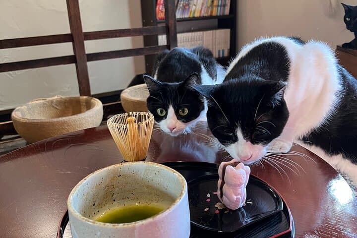 Private Tea Ceremony at Kyoto Cat Sanctuary – Ethical Retreat — photo 2