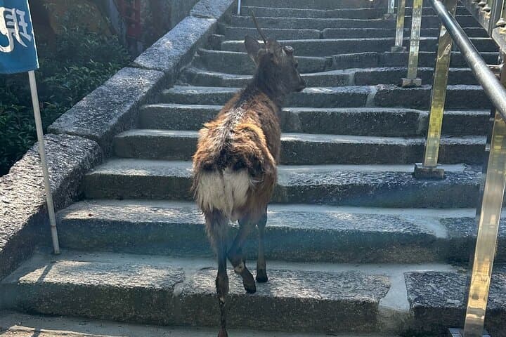 Hiroshima and Miyajima 6.5h Private English Tour — photo 3