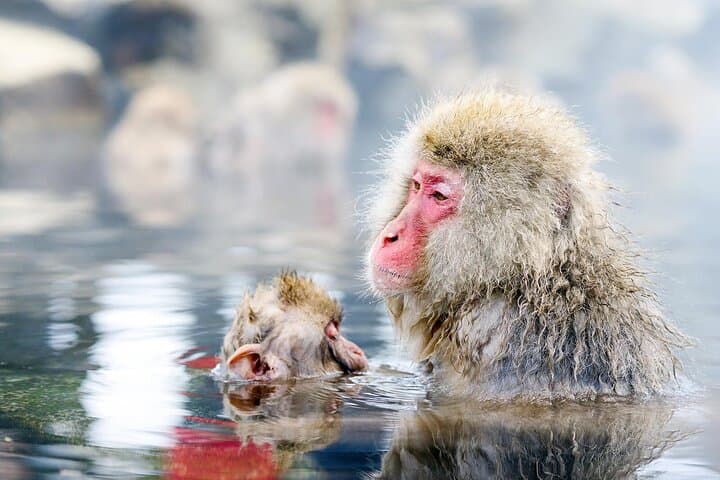 Nagano Day Tour from Tokyo Zenko Ji Temple and Snow Monkeys — photo 5