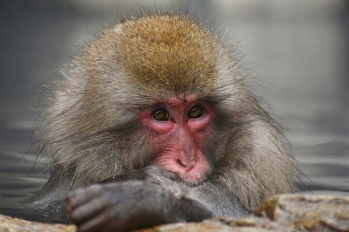 Nagano Day Tour from Tokyo Zenko Ji Temple and Snow Monkeys — photo 7