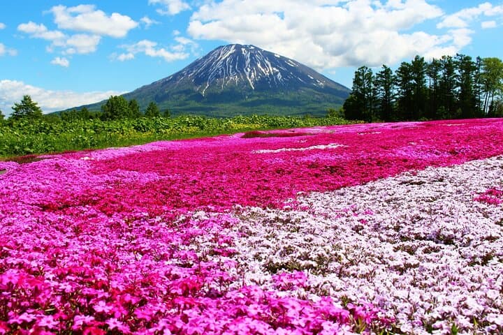 Otaru, Hokkaido Fuji Cherry Blossom Bus Tour │ Sapporo 1Day