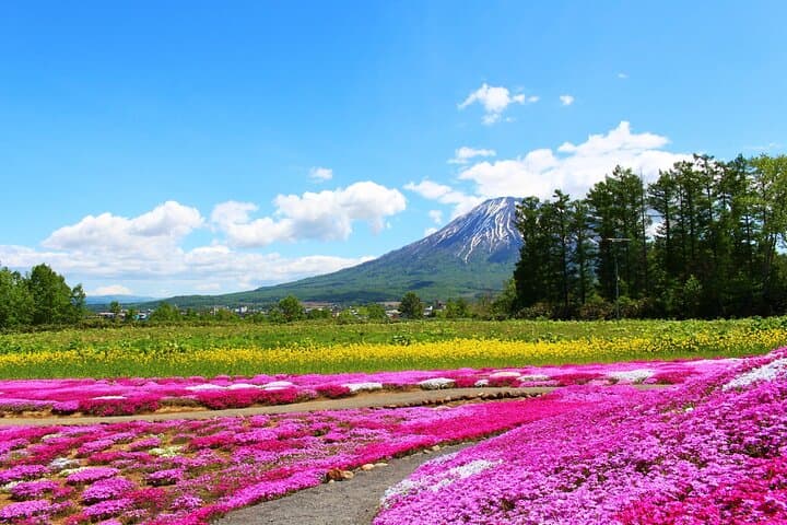 Otaru, Hokkaido Fuji Cherry Blossom Bus Tour │ Sapporo 1Day — photo 8