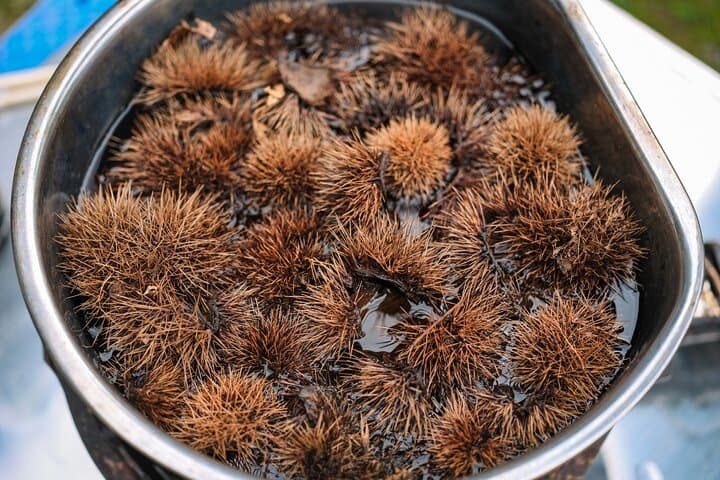 Chestnut Burrs Dye Experience at Kominka in Uchiko Town — photo 5