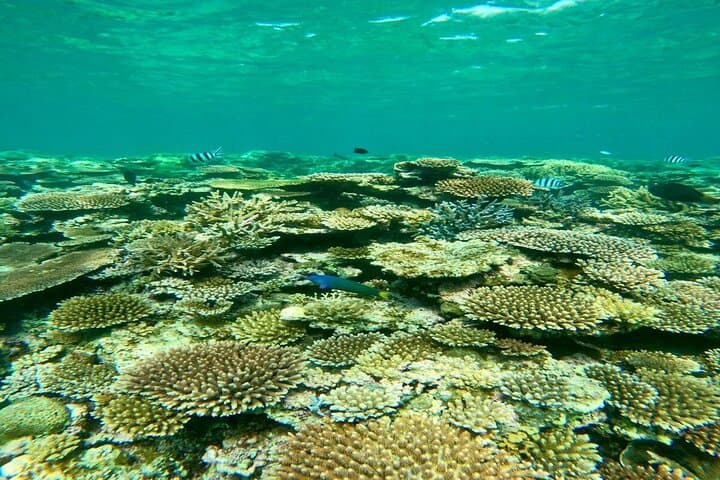 Sea Turtle Snorkeling 3-Hour Tour — photo 5